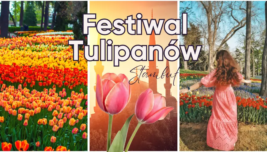 Festiwal Tulipanów w Stambule – magia kolorów